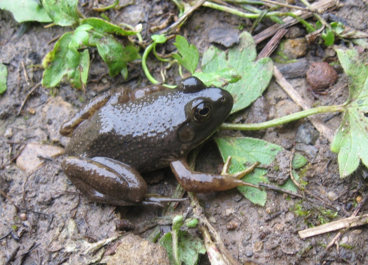 American Bullfrog